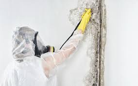 Best Basement Mold Removal  in Avalon, CA